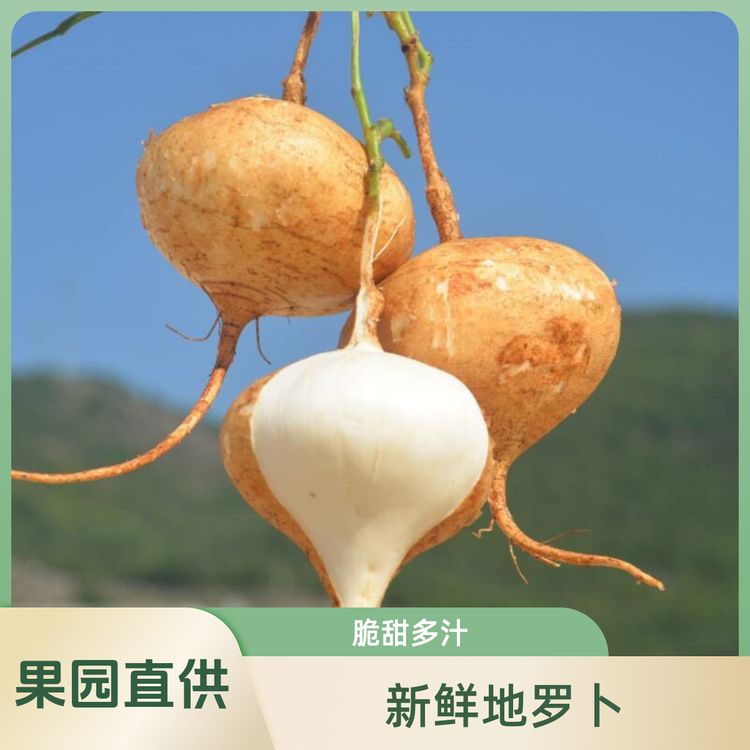 凉薯农家特产贵州正宗高山鲜地瓜新鲜现挖白地瓜豆薯番薯沙葛脆甜商品图