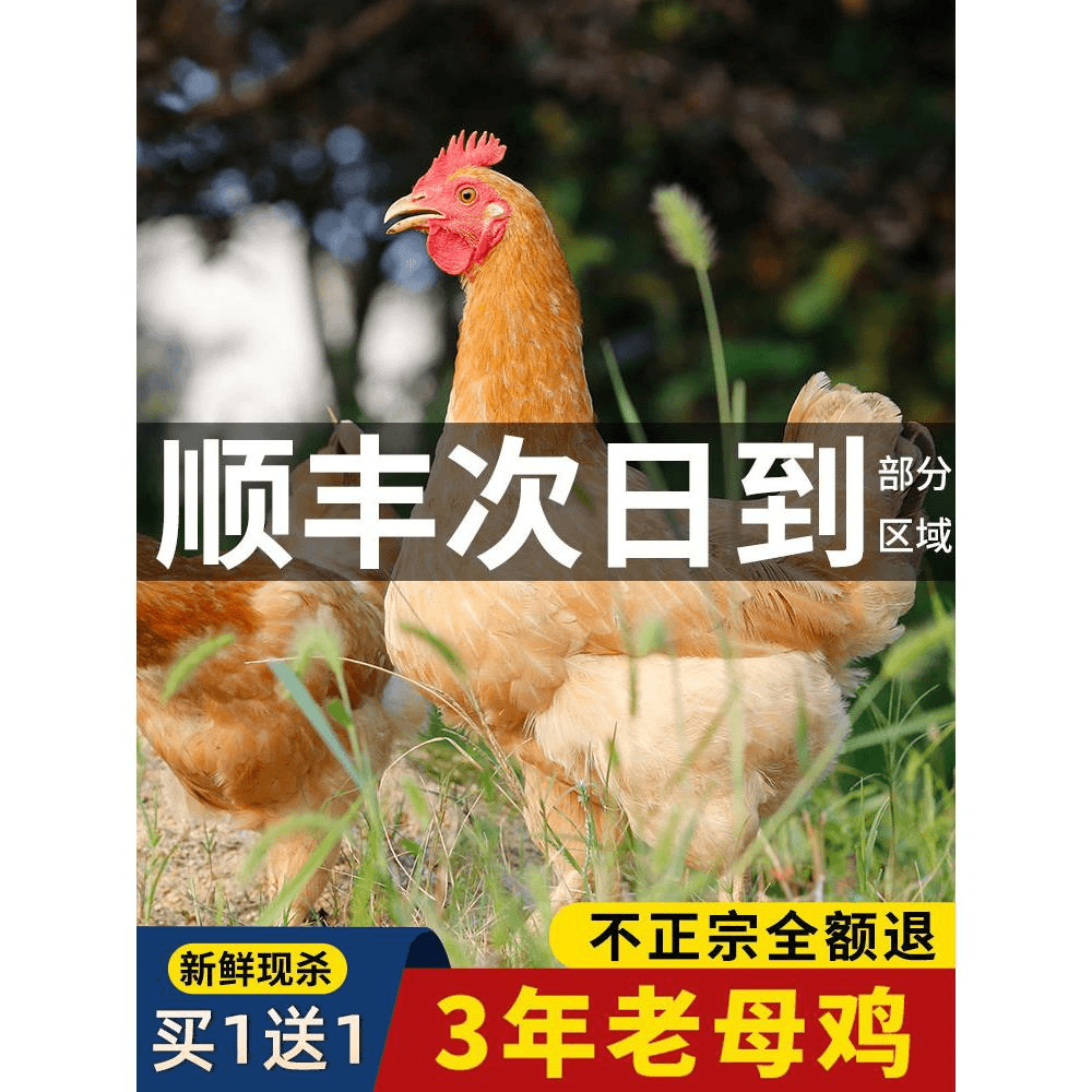 2只老母鸡土鸡走地鸡草鸡柴鸡笨鸡新鲜现杀安徽农家散养乌鸡整只商品图