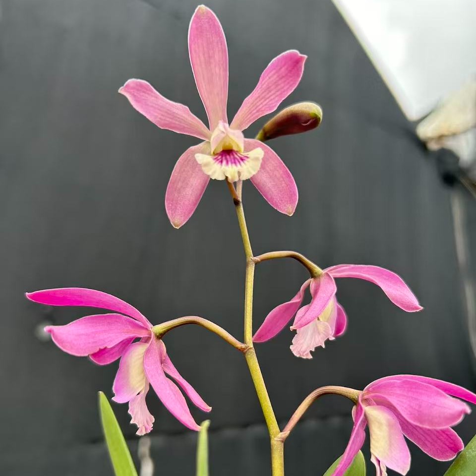 新品种卡特兰 稀缺转色花  收藏品种 开花颜色渐变色商品图