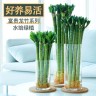 带根水培龙竹文昌竹水培室内丁财两旺节节高升客厅常青植物不带瓶商品图