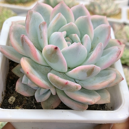 程梦露锦锦带侧芽一颗商品图