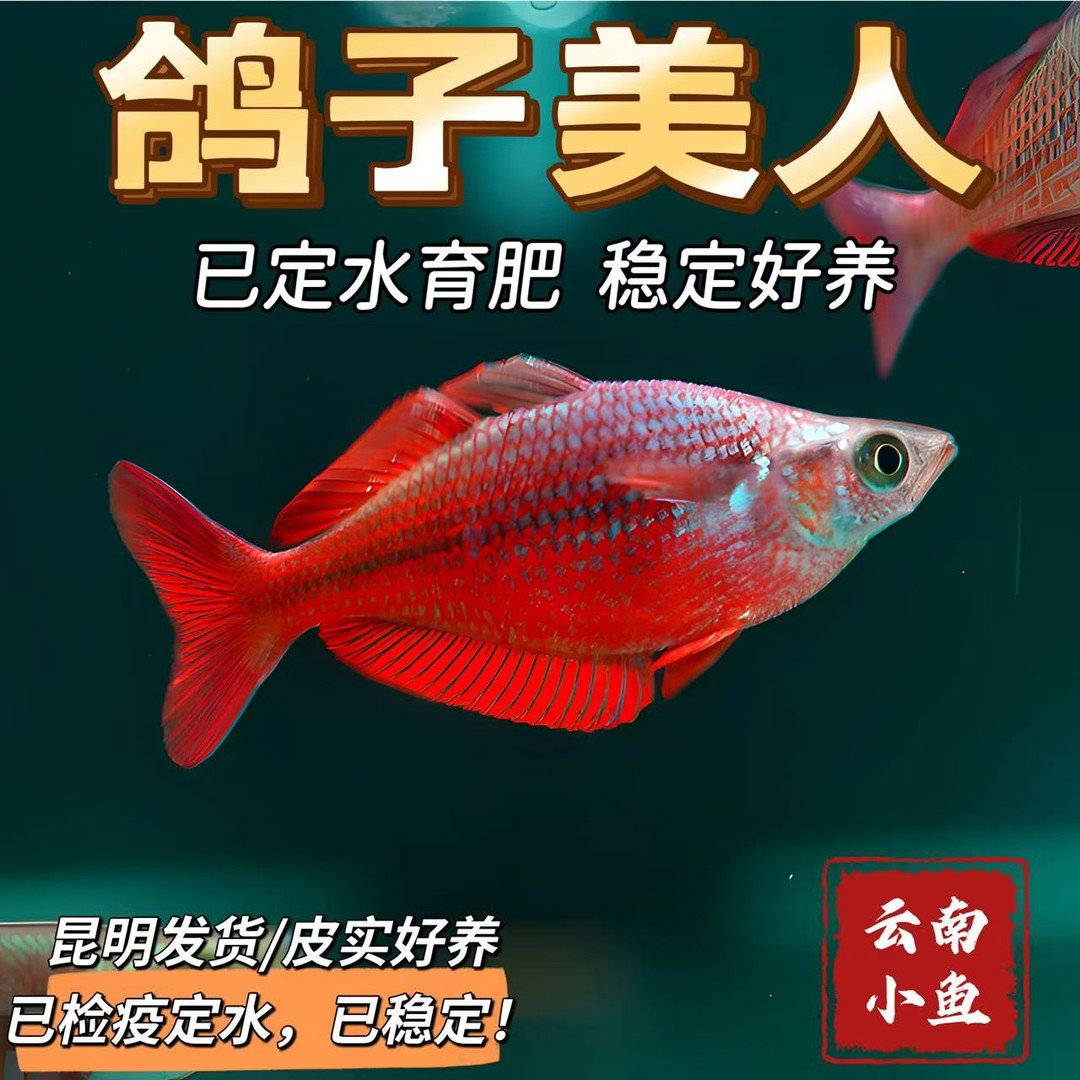 鱼缸定水精品鸽子美人颜色艳丽皮实好养适合各种缸体饲养性格温顺商品图
