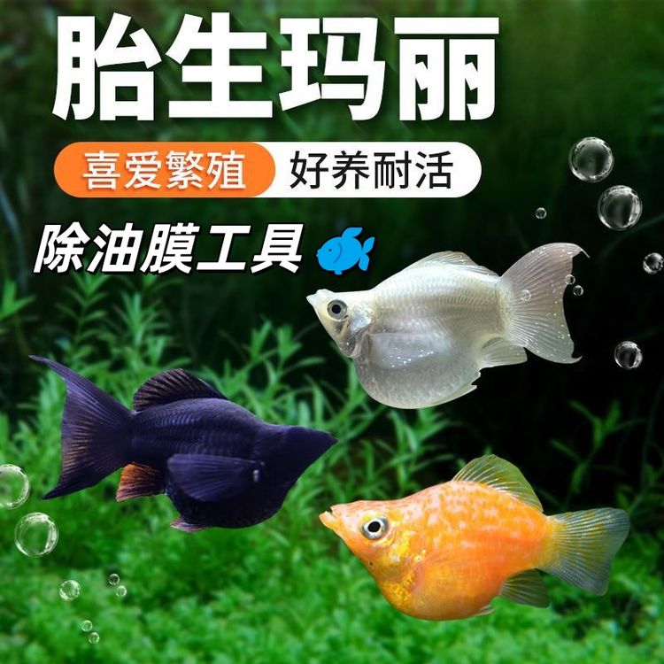 除油膜专家玛丽球 胎生皮球 水族清洁工具 好用皮实自产自发商品图