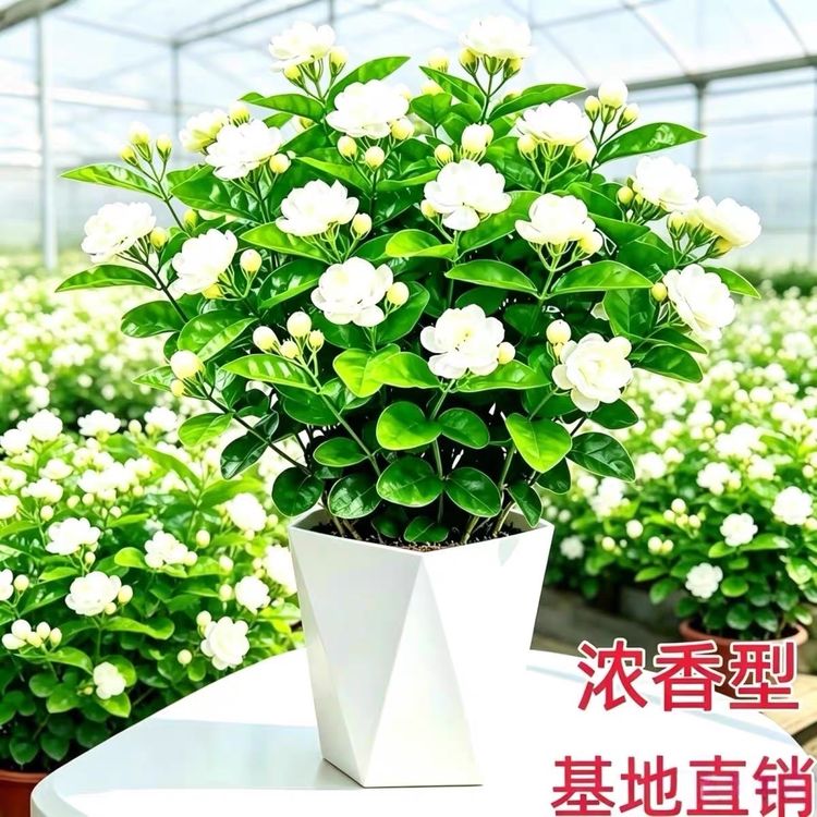 重瓣浓香茉莉花盆栽带花苞室内阳台好养绿植花卉商品图