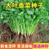 【全店满5包送一包】【香菜种子】蔬菜种子商品图