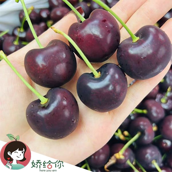 【顺丰包邮】空运美国限定CERASINA脆甜车厘子 2J 2斤/4斤商品图