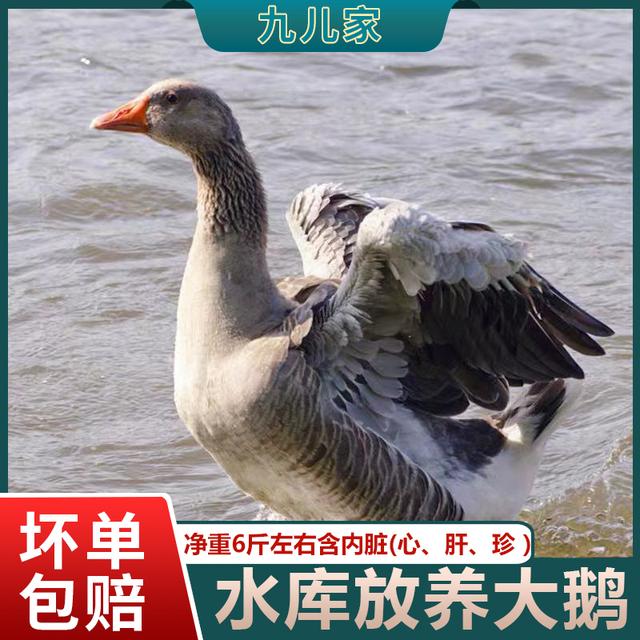【九儿家】水库散养大灰鹅朗德鹅新鲜仔鹅现杀现发净重6斤左右商品图