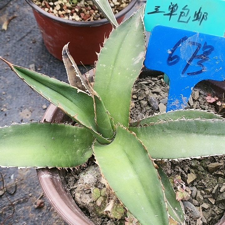 【闪购商品】当前无花朵，栽培后可花朵龙舌兰鲨齿龙商品图