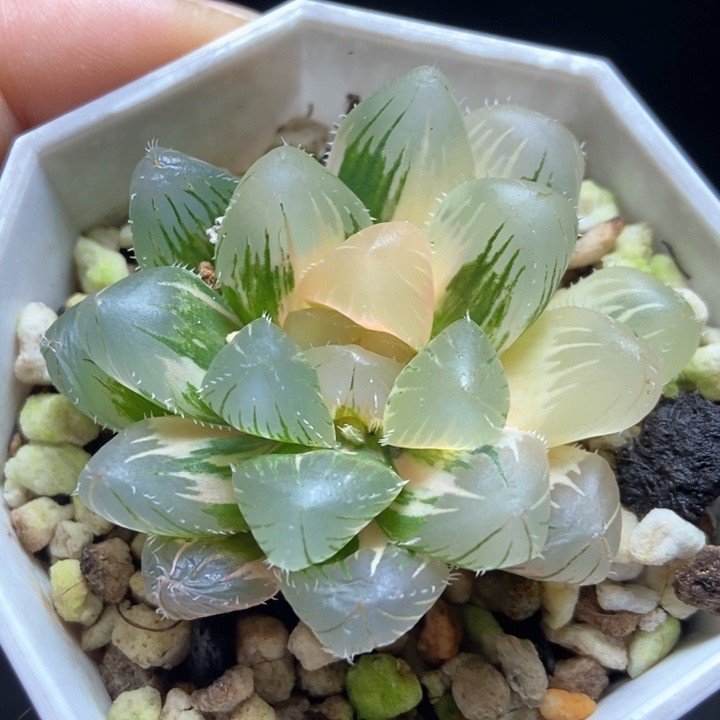 极上斑北极星锦一物一拍商品图