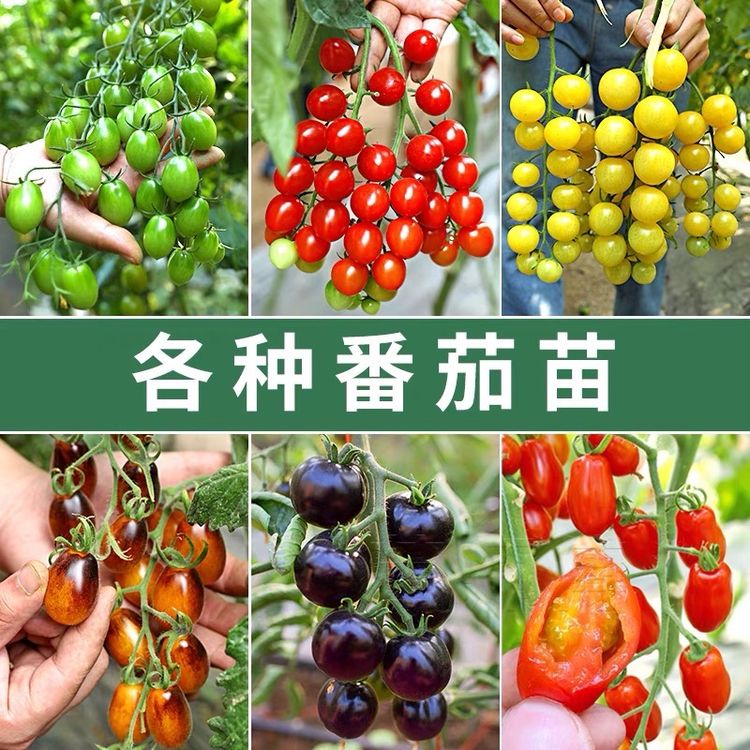 山东寿光苗场直发番茄苗梦想真甜迷恋紫樱桃青甜2号番茄苗蔬菜苗1商品图