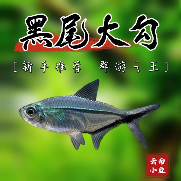 精品定水黑尾大勾群游小型热带观赏鱼活体淡水好养适合各种缸体商品图