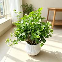 【单独发货 不参与凑单】茉莉花盆栽1盆 阳台室内小清新绿植盆栽商品图