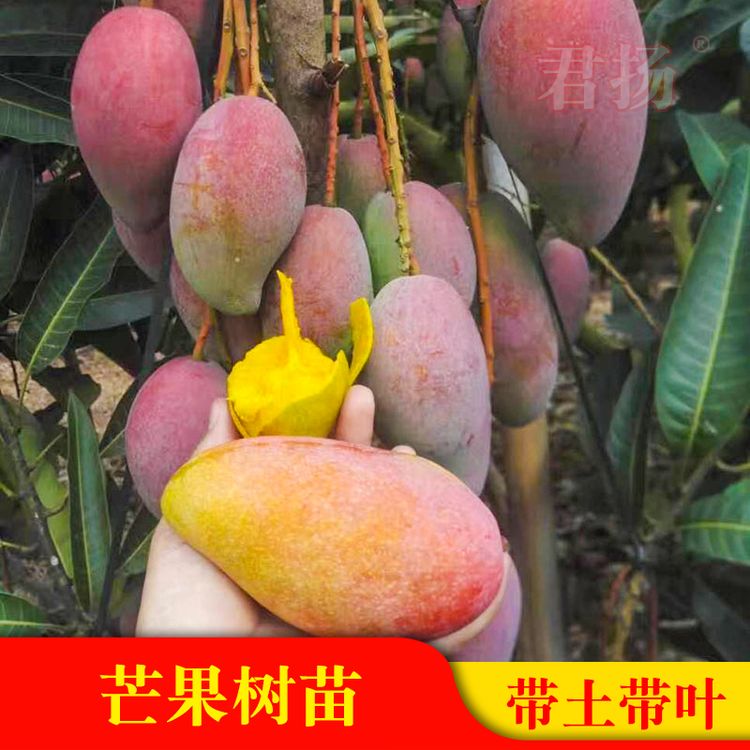 芒果苗金煌台农桂七四季贵妃澳芒嫁接果树苗地栽盆栽带土商品图