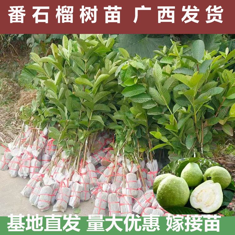 珍珠番石榴树果苗西瓜红心白心芭乐苗四季结果胭脂红番石榴果树苗商品图