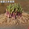 粗根宽叶韭菜根现挖头茬韭菜根香韭韭菜根耐寒韭菜种子商品图