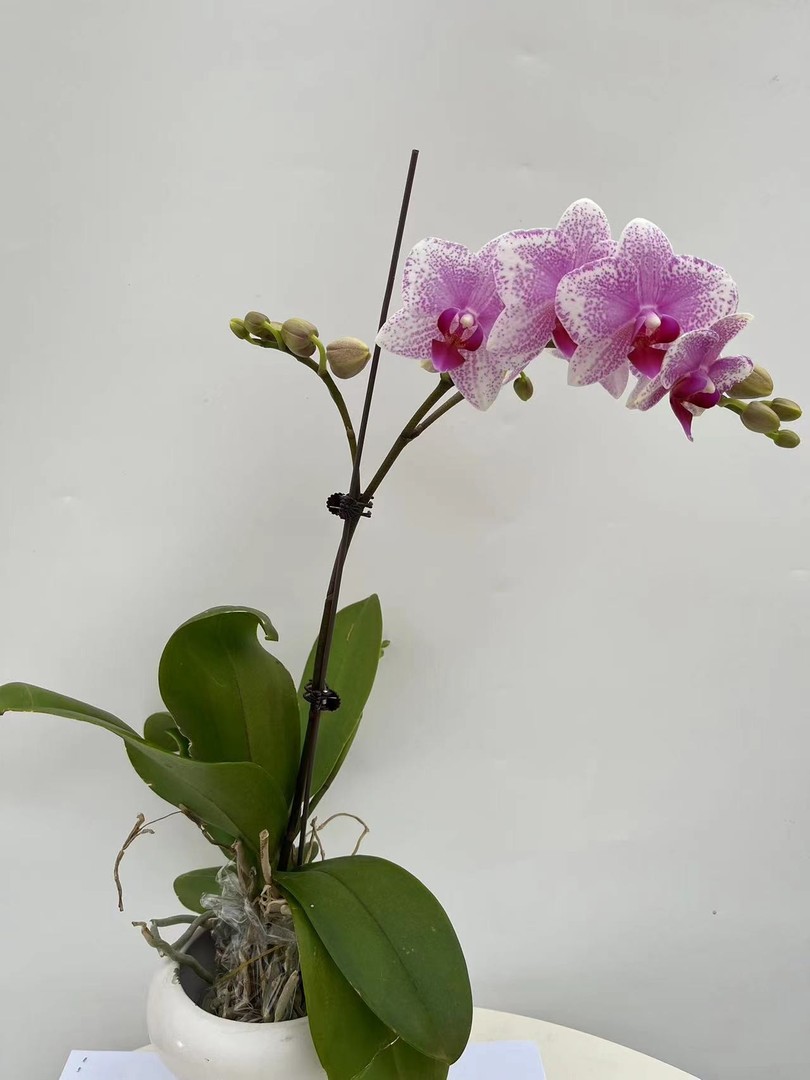 欢然花田培植蝴蝶兰（鹿特丹）无售后商品图