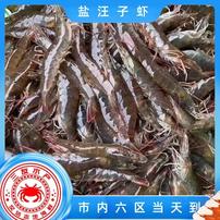 【三友汪子虾】盐汪子虾 5-10斤 鲜活发货 到货保鲜不保活商品图
