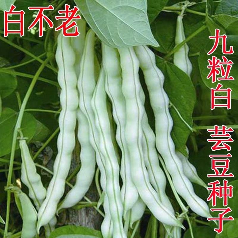 新一代高产白不老芸豆种子老来少豆荚九粒白豇豆家庭小院种植蔬菜价格¥9.90佣金20.00%约¥1.98