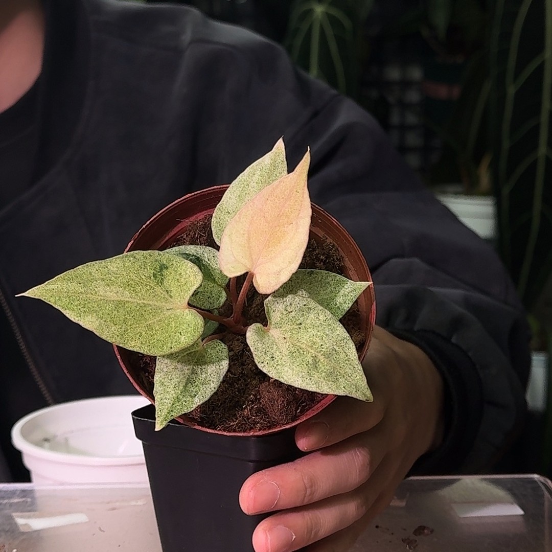 不开花植物A439雀斑小姐杂夜龙商品图