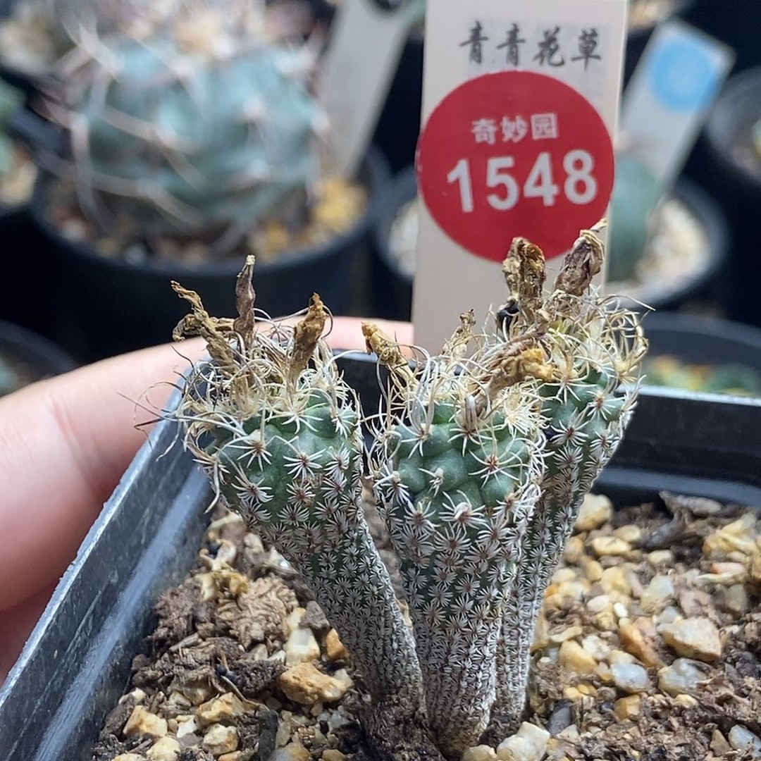 实生老迷你牧师群一颗仙人球商品图