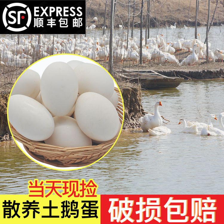 山东新鲜散养鹅蛋来自农家散养土鹅蛋正宗特产现捡大个生鹅蛋精品商品图
