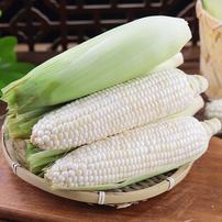 新鲜白糯玉米软糯香甜鲜食玉米甜糯玉米现摘现发商品图
