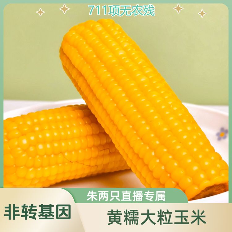 <朱两只直播专属>美蒙草原黄糯大粒敖汉沙地玉米试吃两根220g*8穗商品图