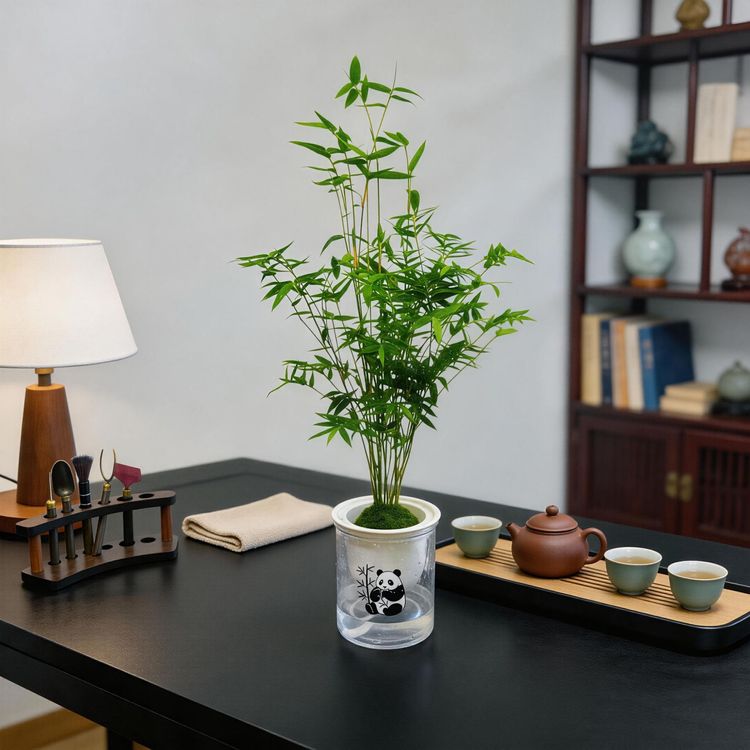 【带熊猫印花盆】竹子水培翡翠竹土培绿植室内盆栽苔藓球小叶米竹商品图