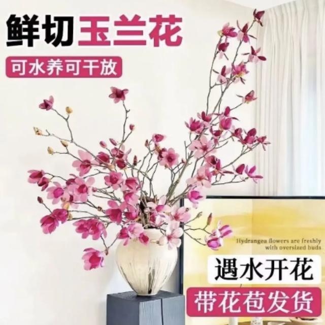 马姐【每日现切】玉兰花水培干枝带花苞紫玉兰鲜切枝水养好养耐寒商品图