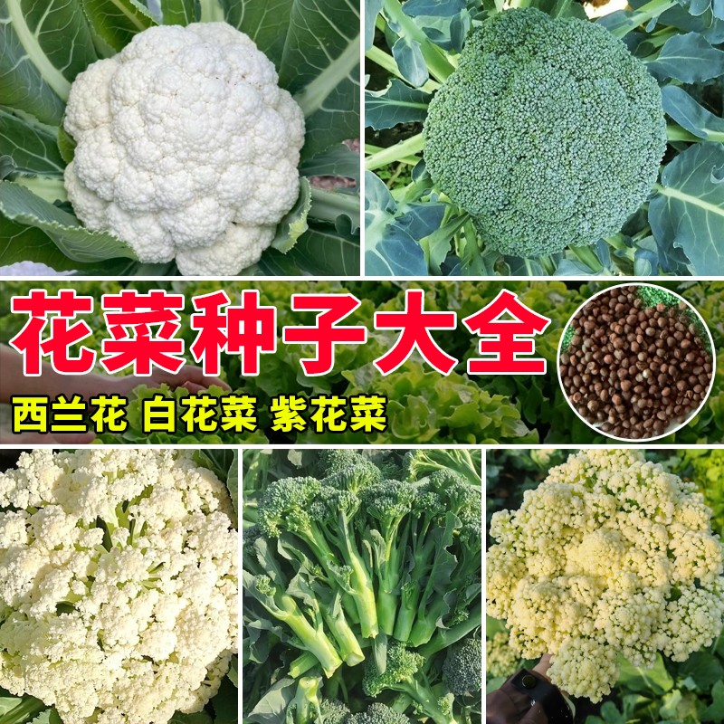 【全店满5包送一包】【西兰花，花菜种子大全】白花菜花椰菜蔬菜种子商品图