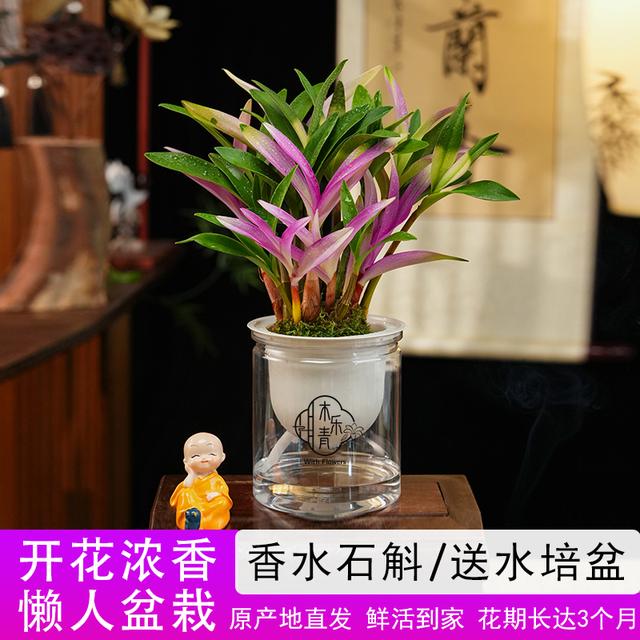 【带红芽】七彩香水石斛兰 精品澳洲石斛 浓香型 桌面水培盆栽商品图