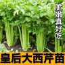 皇后西芹地拔苗秧红黄小香芹实心蔬菜苗春秋四季盆栽高产根芹种子商品图