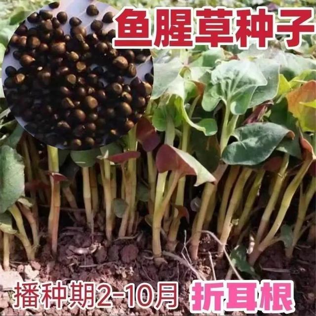 【鱼腥草种子】折耳根种子种苗高产好吃易种阳台盆栽四季播云贵川商品图