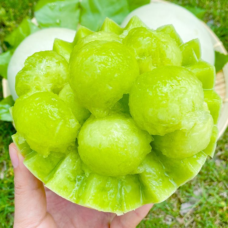 【鲁甄】山东玉菇甜瓜 4.5/6.5斤*1箱 2-3个装