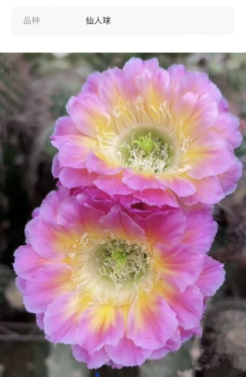 彩草 萤火虫 2个侧芽 满25米包邮商品图