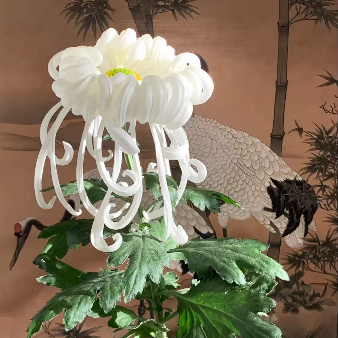 [瑞云殿]半成品菊花 大菊带盆带土发货 九月富贵大菊商品图
