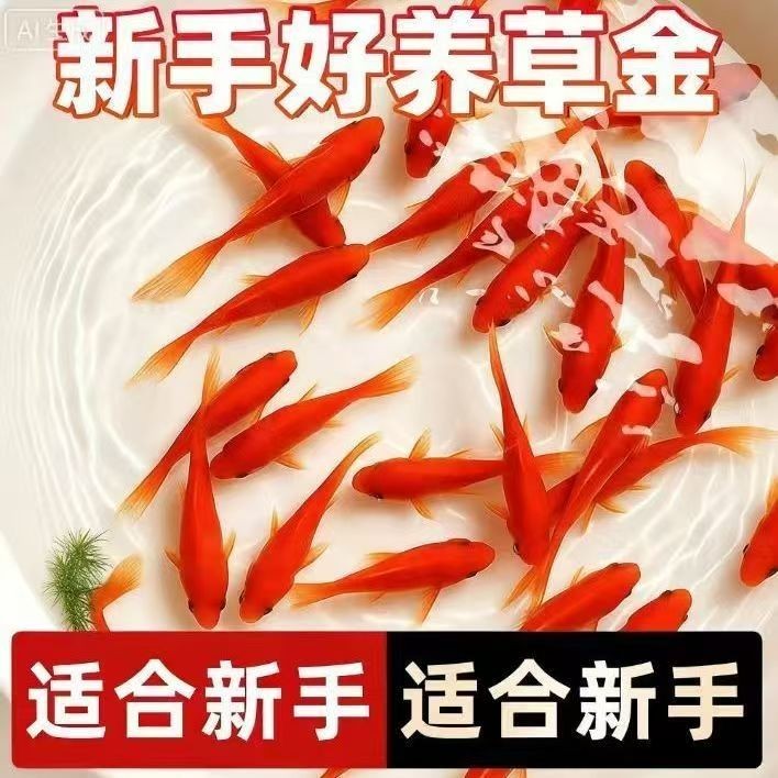 【直播专享】5-7公分共15条冷水草金鱼新手好养观赏鱼易活耐活商品图