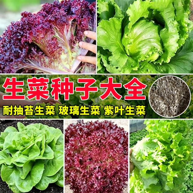 【全店满5包送一包】【生菜种子大全】蔬菜种子商品图