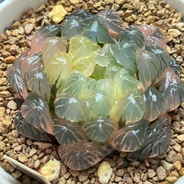 186湖斑湖水玉露锦多肉植物一物一拍带盘发货商品图