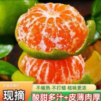 2026宜昌蜜桔新鲜橘子早熟无籽蜜橘酸甜薄皮水果整箱当季青皮桔子商品图
