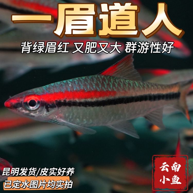 精品印尼野血FN一眉道人鱼群游热带淡水鱼皮实好养适合各种缸体商品图