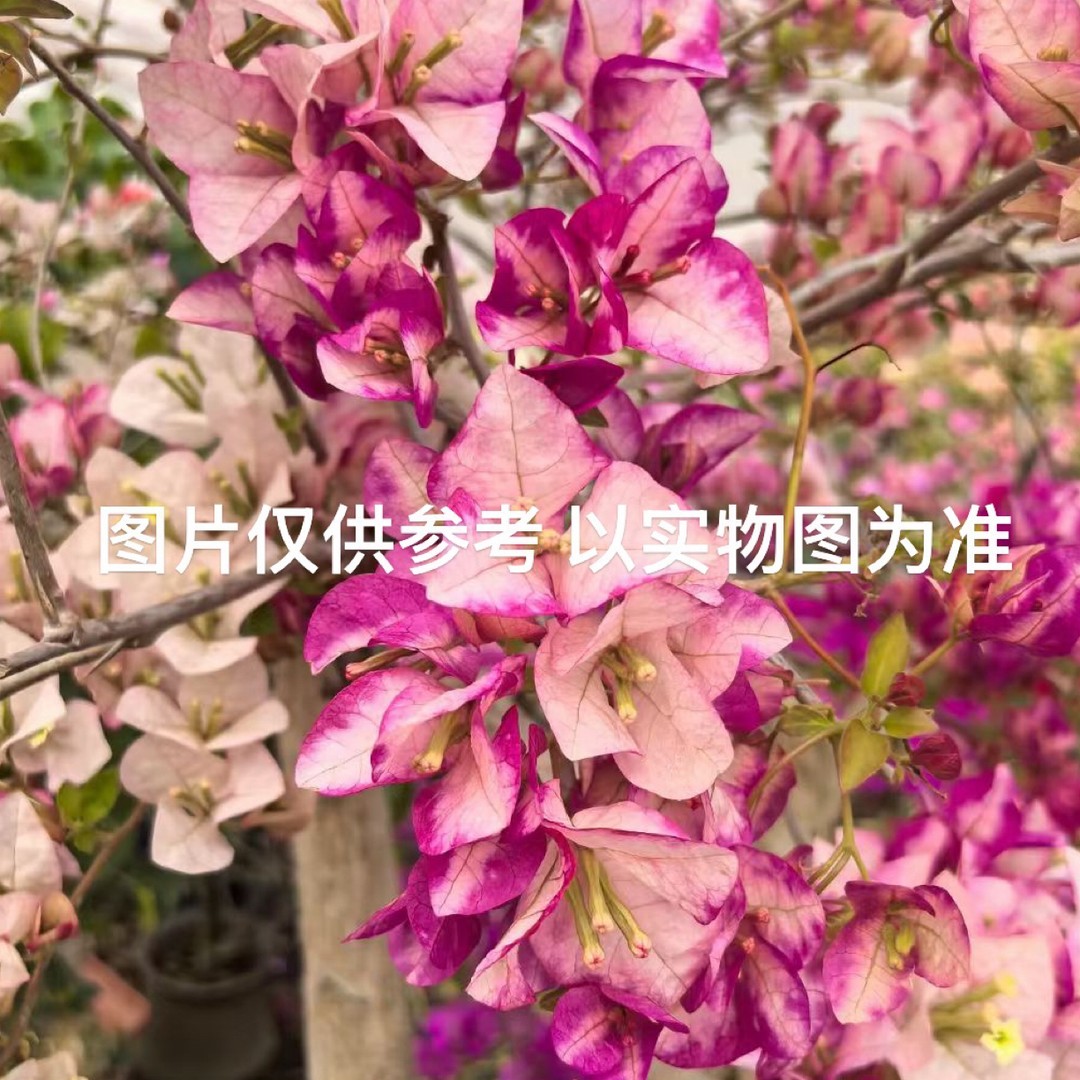 三角梅新品嫁接一物一拍  掉花掉叶断枝不售后 图片仅供参考商品图