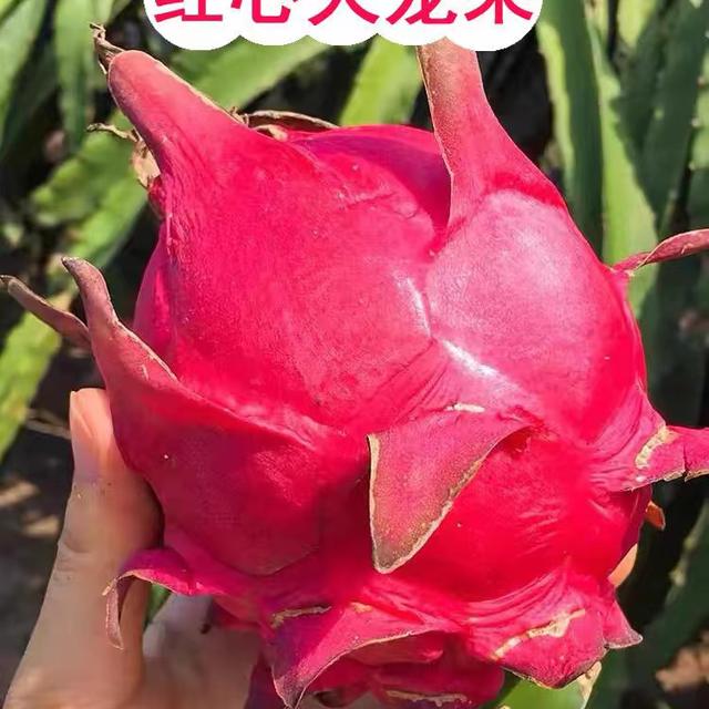 【产地直发】红心火龙果正宗广西皮薄火龙果新鲜应季水果商品图