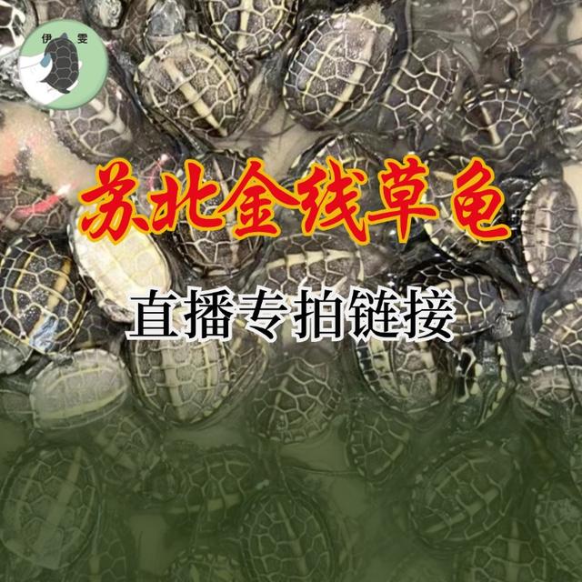 （选龟）上海伊雯苏北金线草草龟乌龟苗子宠物龟龟宠小乌龟商品图