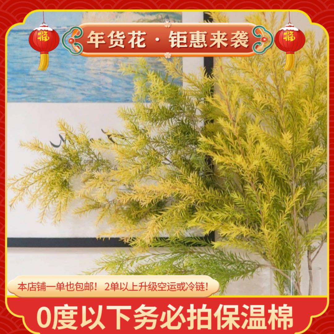 【千层金】一单也包邮 鲜花任意2单以上升级空运或冷链 云南鲜花商品图