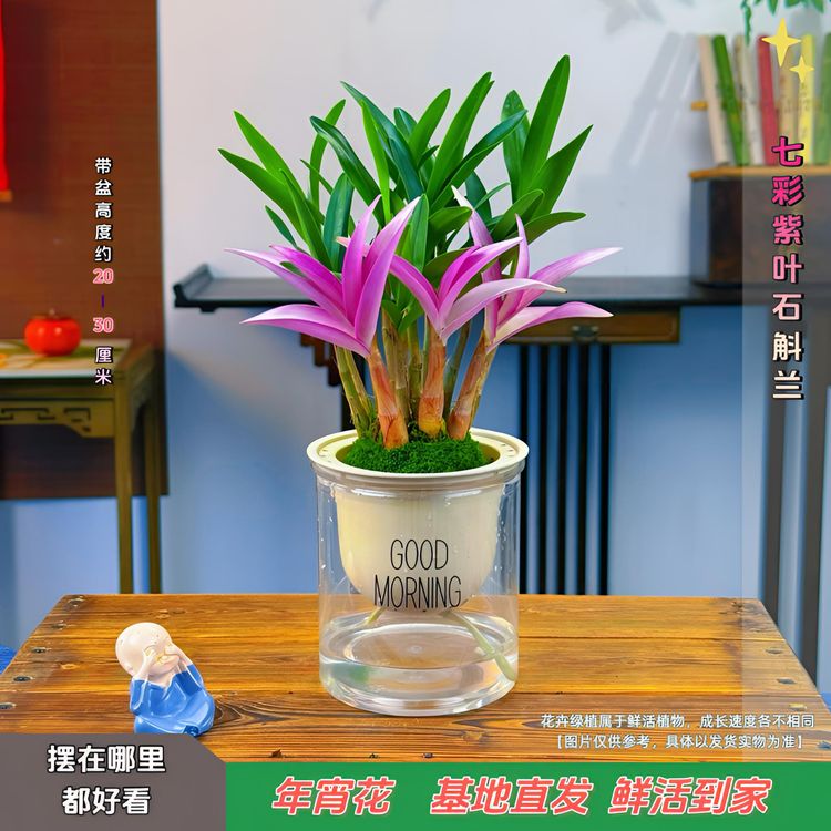 七彩香水石斛兰 精品澳洲石斛 浓香型 水培盆栽 年宵花 商品图