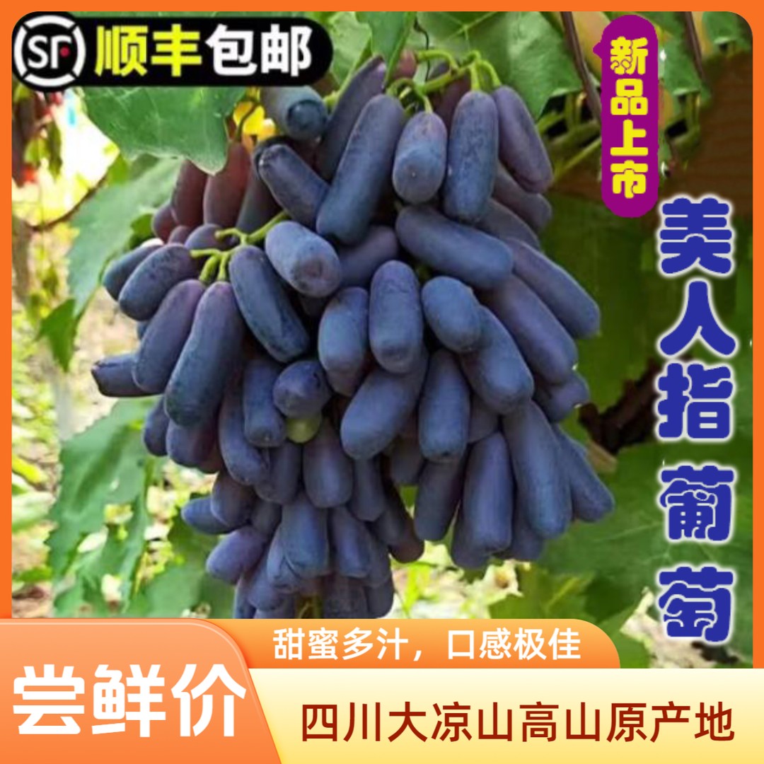 四川大凉山蓝莓葡萄纯甜无籽脆甜蓝宝石金手指美人指葡萄当日采摘商品图