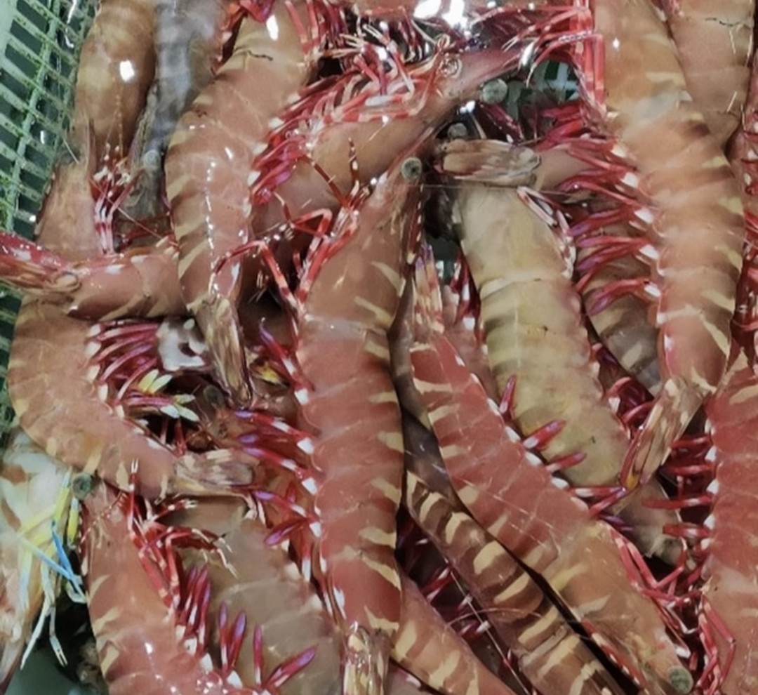 北海红爪虾鲜活食用老虎虾黑虎虾大虾肉质爽口新鲜净重3斤5斤商品图