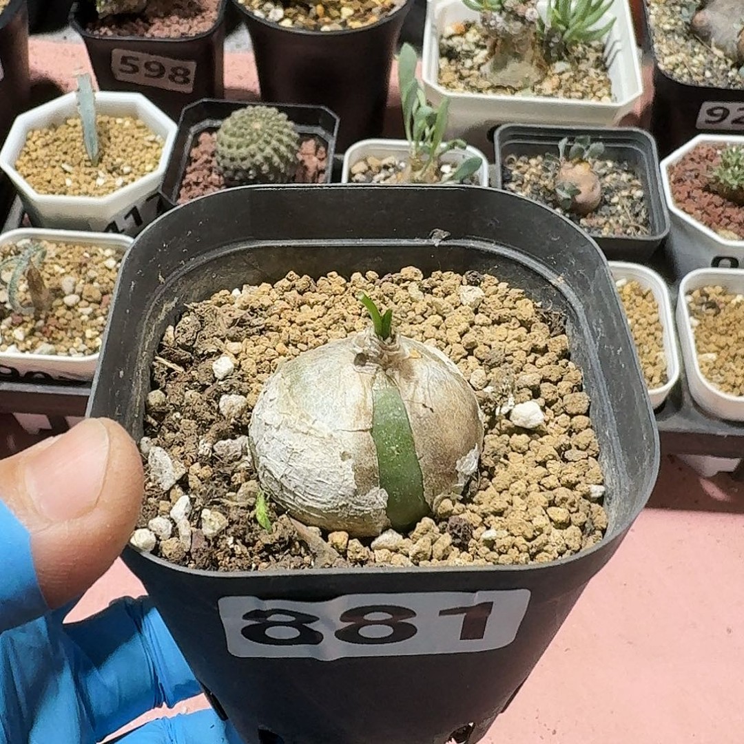 881大型仓角殿块根商品图