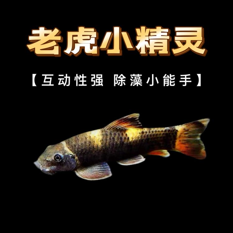 老虎小精灵鱼虎纹精灵耐寒淡水原生除藻观赏工具鱼适合各种缸体商品图